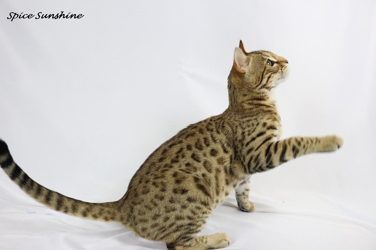 chat bengal